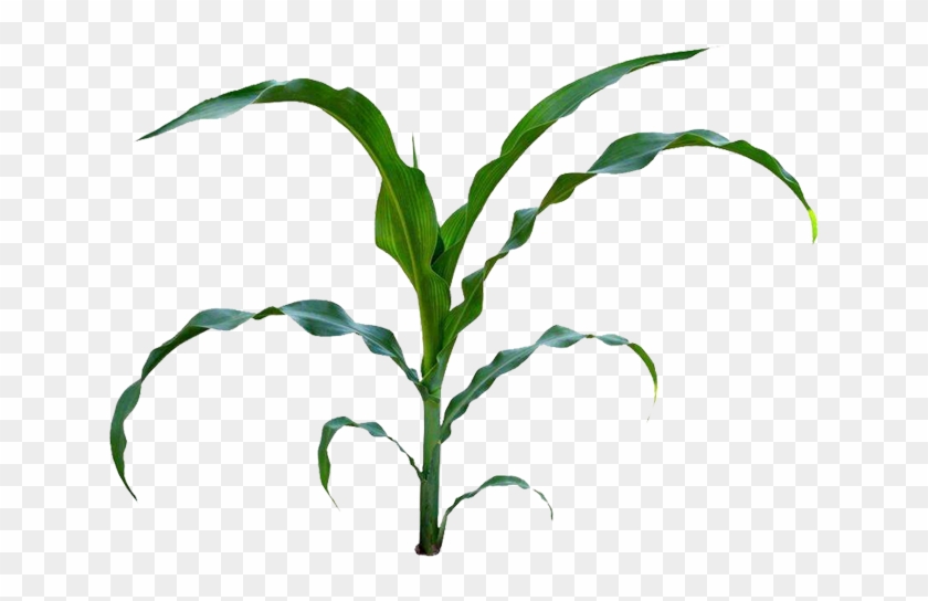 Corn On The Cob Maize Baby Corn Field Corn Clip Art - Maize #969123