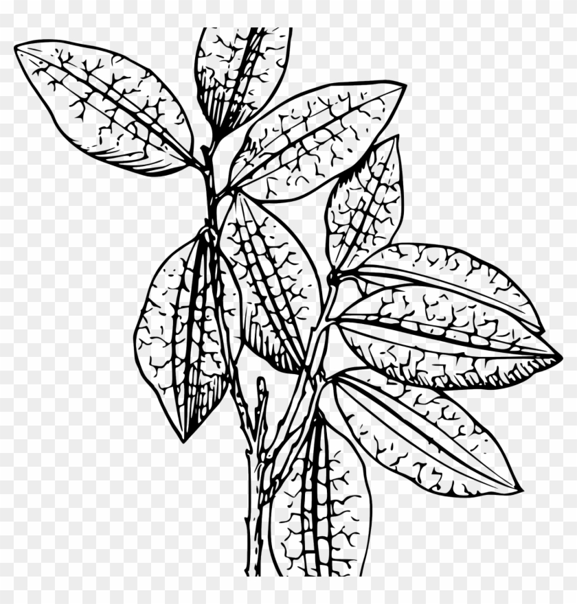Tomato Plant Clip Art Clipartsco - Cartoons Of Plants Black And White #969232