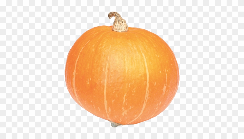 Large Pumpkin - Pumpkin #970324
