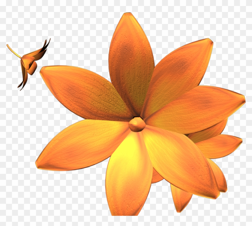 Static File - Ceratostylis #970636