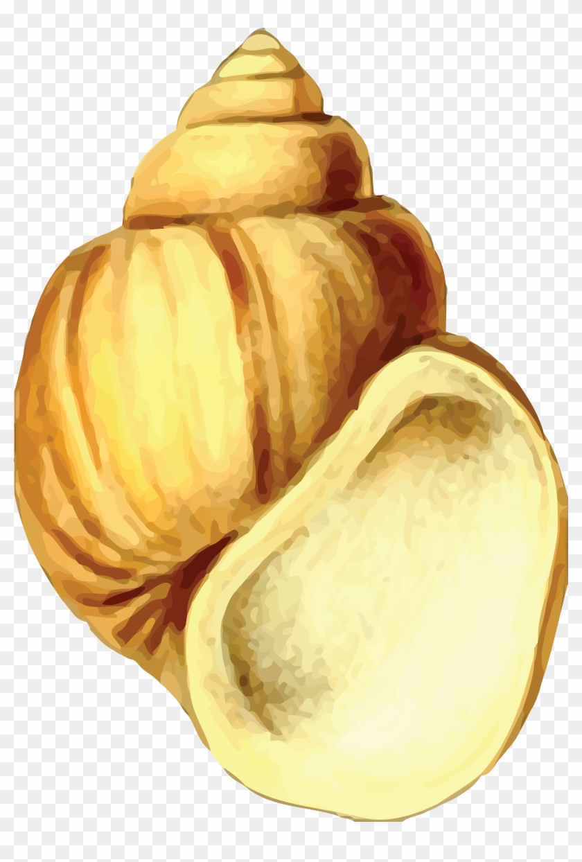 Free Clipart Of A Sea Shell - Sea Shell 19 #970829