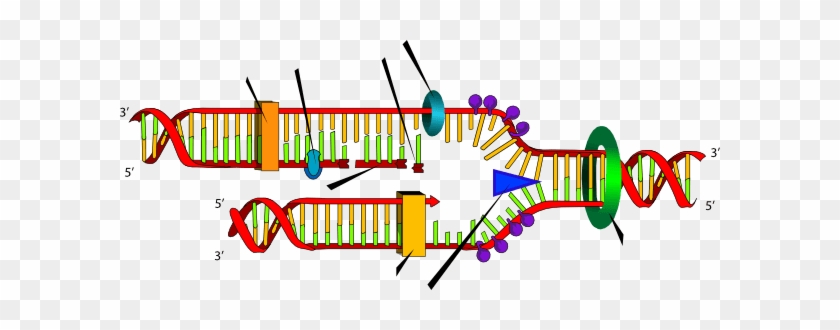 Blank Dna Replication Clip Art - Dna Replication Steps #970826