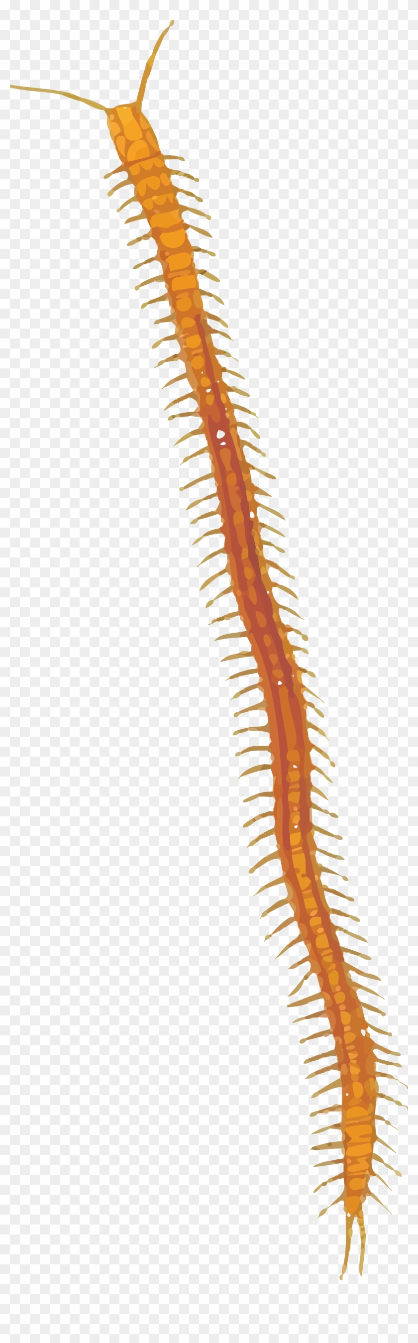 Free Clipart Of A Centipede - Free Clipart Of A Centipede #970937