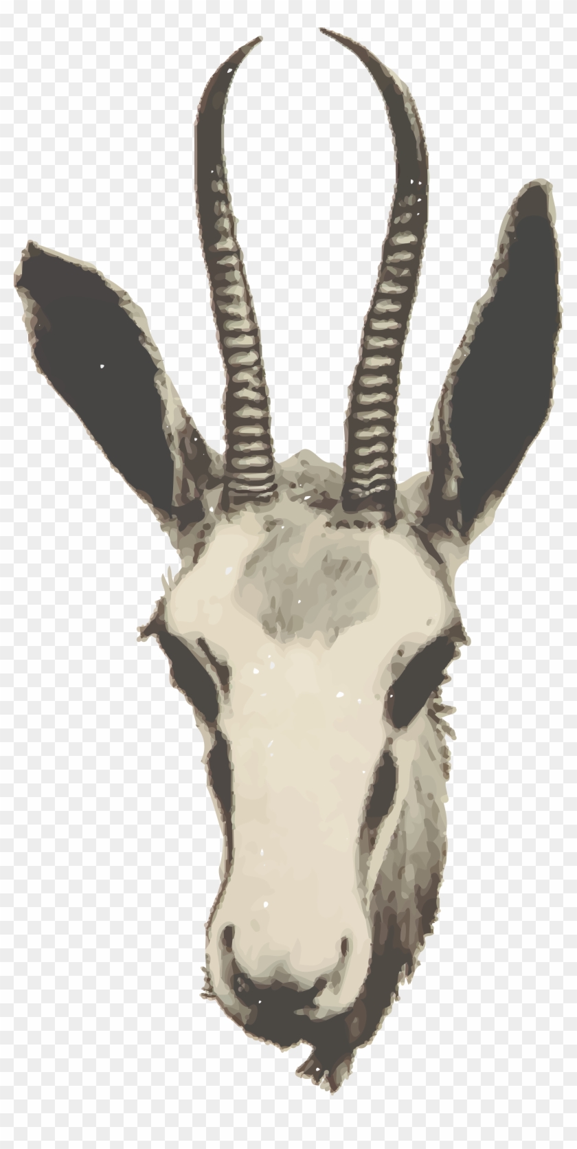 Free Clipart Of A Gazelle - Springbok Head Png #970946