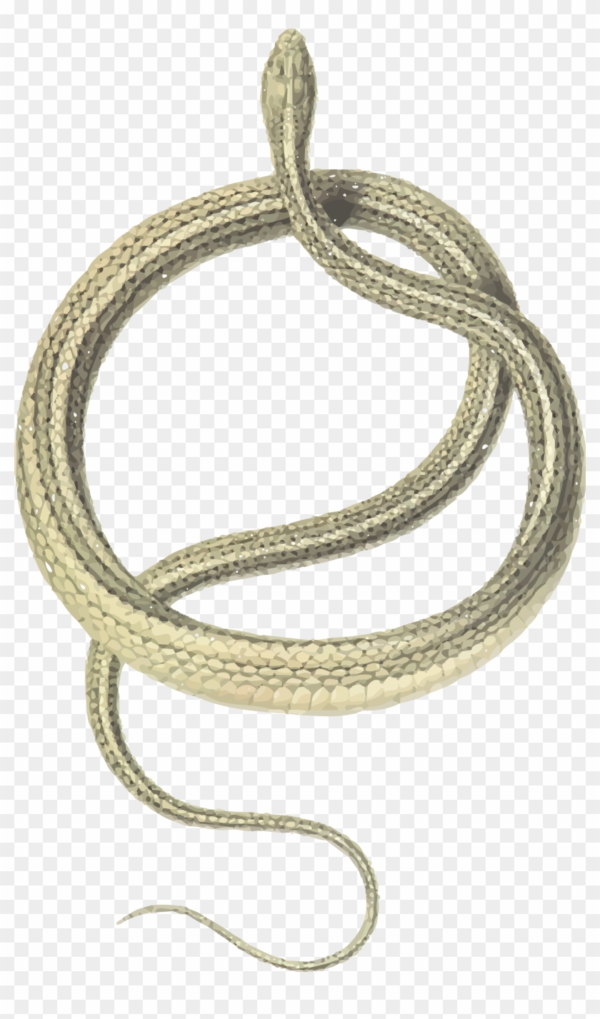 Free Clipart Of A Snake - Snake Necklace Png #970966