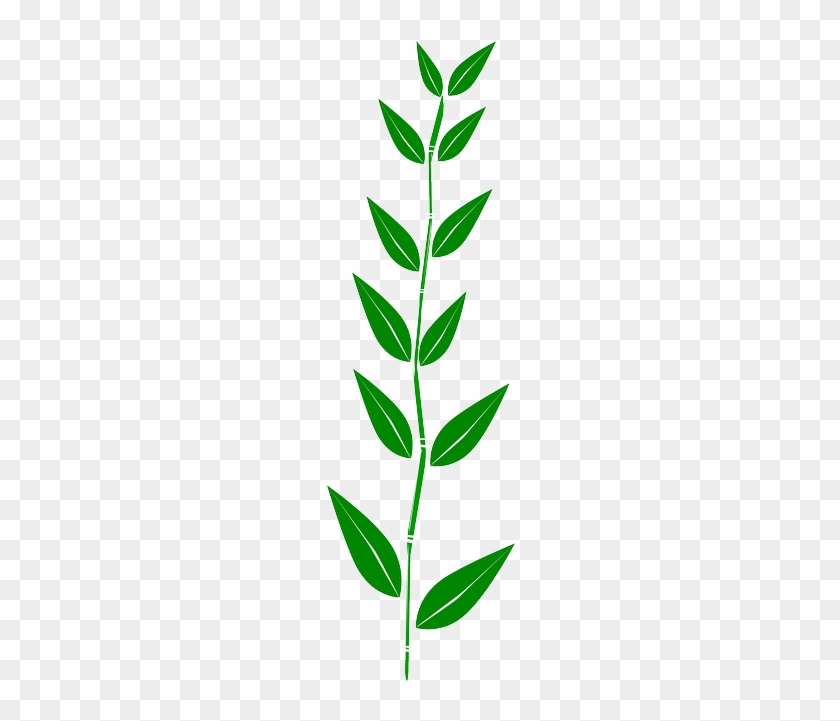 Weed Bamboo, Leaves, Plant, Weed - Boarder Leaves Clipart #971052