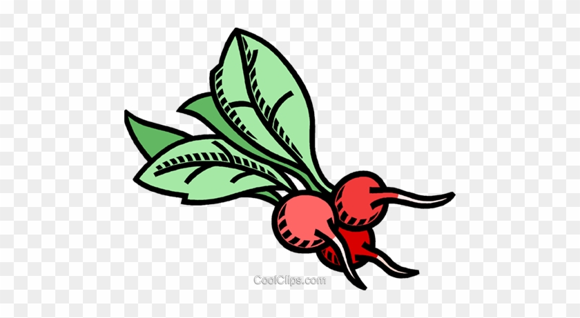 Radish, Vegetable Royalty Free Vector Clip Art Illustration - Clipart Gemüse #971115