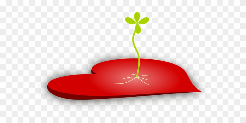 Heart Culture Plant Red Tender Seed Life F - Seed Planted In Heart #971120