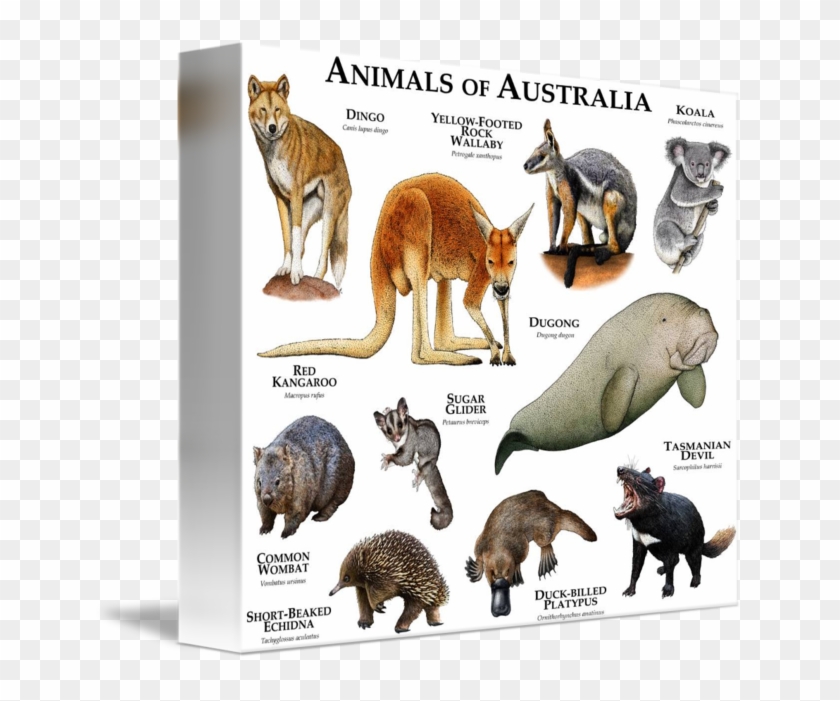 Native Animals Of Australia #971183
