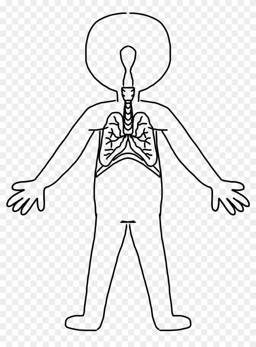 Circulatory System Clipart - Human Body Body System Clip Art #971801