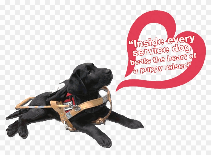 Custom Canines Service Dog Academy #974366