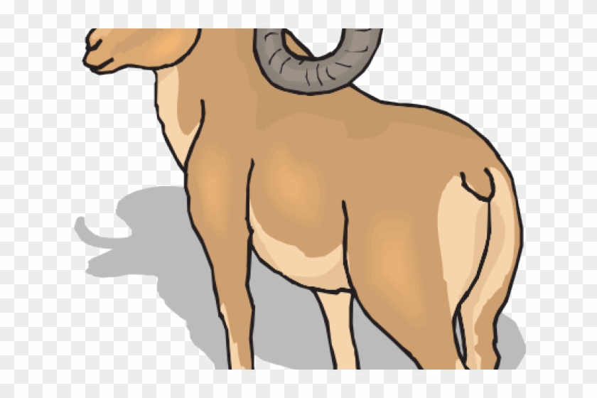 Dall Sheep Clipart Mountain Sheep - Ram Clip Art #975289