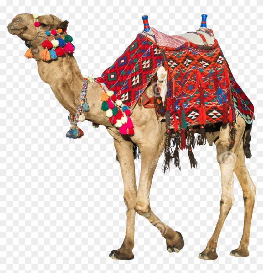 Family Tour Rajasthan - Camel Watercolor #975423