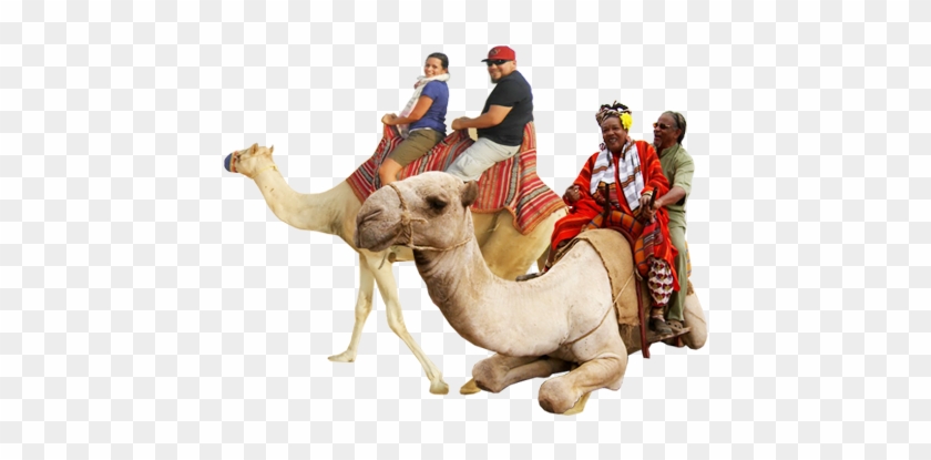 Camel Riding Rajathan Tours And Travels - Tour Operator #975427