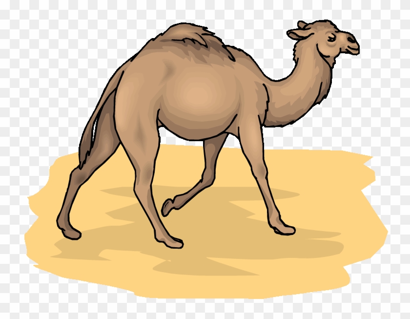 camels in desert clipart