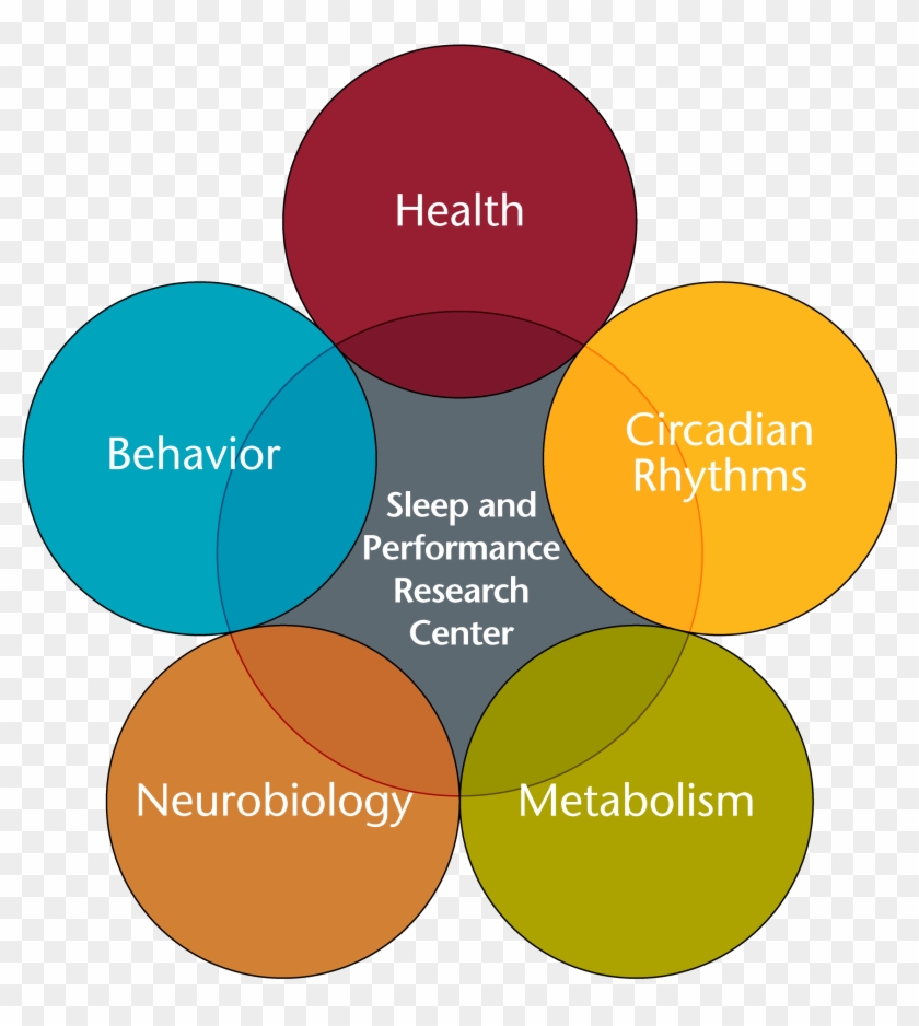 About Sleep And Performance Research Center Washington - Ciclo Sono Vigília E Neurotransmissores #975623