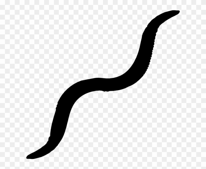 Caenorhabditis Elegans - Black Worm Png #975835