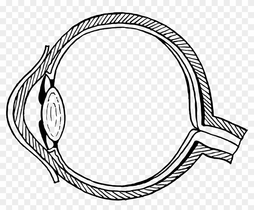 Big Image - Human Eye Diagram Unlabelled #976038