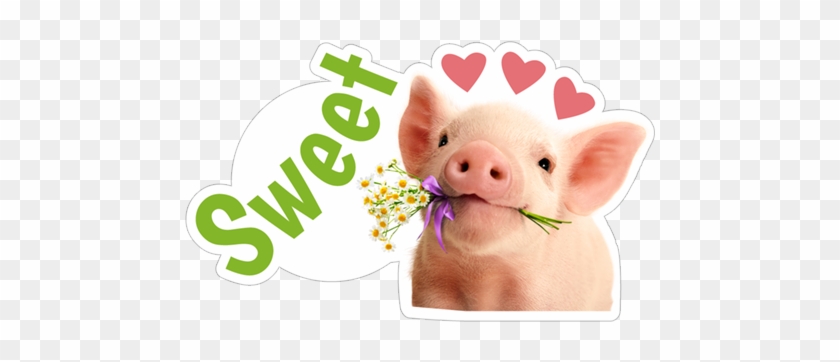 Sticker 10 From Collection «avanti's Love Is Funny - Domestic Pig #977397