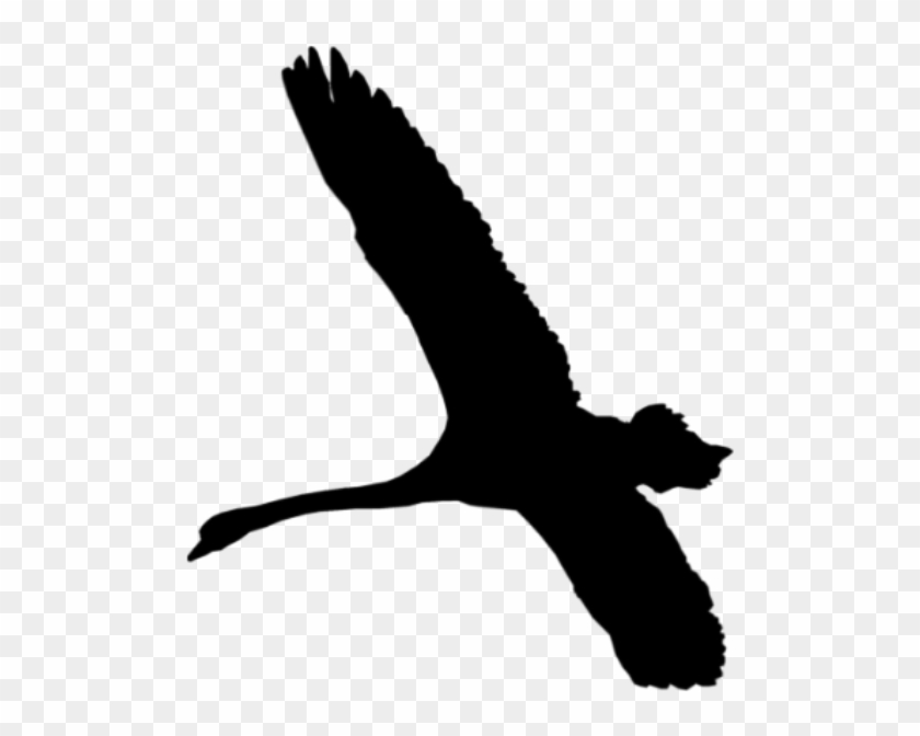 Flying Butterfly Silhouette Clipart - Black Swan Bird Flying #977519