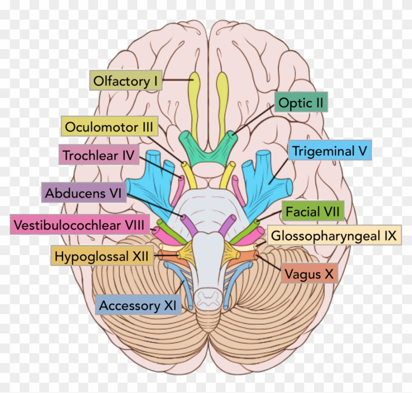 Sympathetic Nervous System Fight Or Flight Examples - Cranial Nerves On Brain #978326
