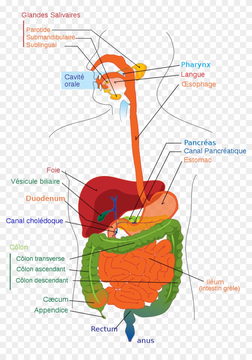 Digestive System Diagram #978328