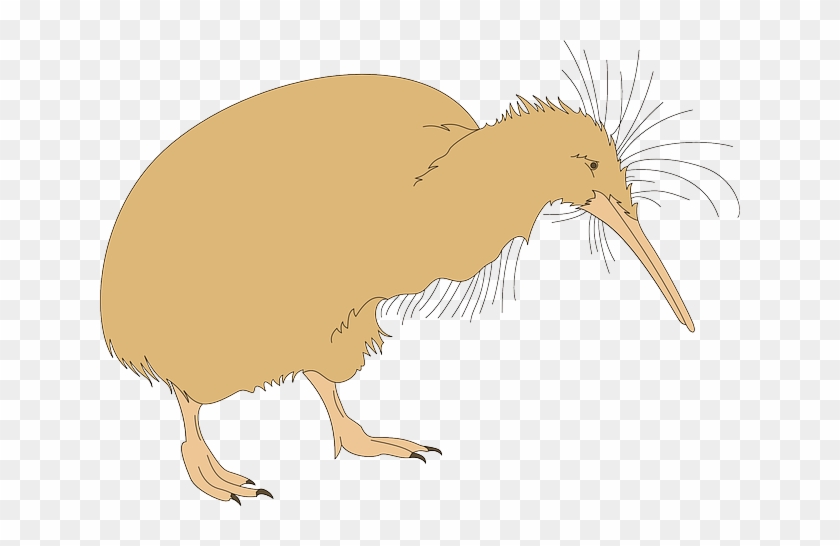 Kiwi Clipart Kiwi Bird - Kiwi Fuzz #978354