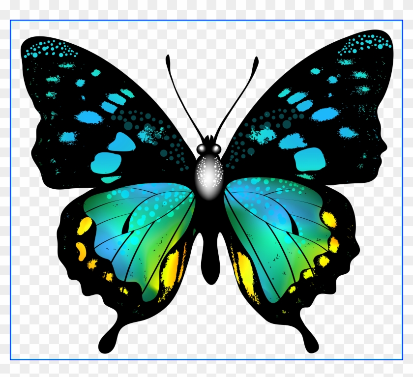 Butterfly Clipart Butterfly Cocoon Clipart Shocking - Butterfly Clipart Butterfly Cocoon Clipart Shocking #979928
