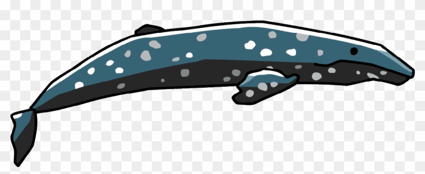 Grey Whale - Cetacea #980904