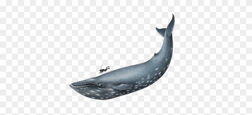 Http - //webclipart - About - Blue Whale 5 - Htm - Blue Whale Png #980907