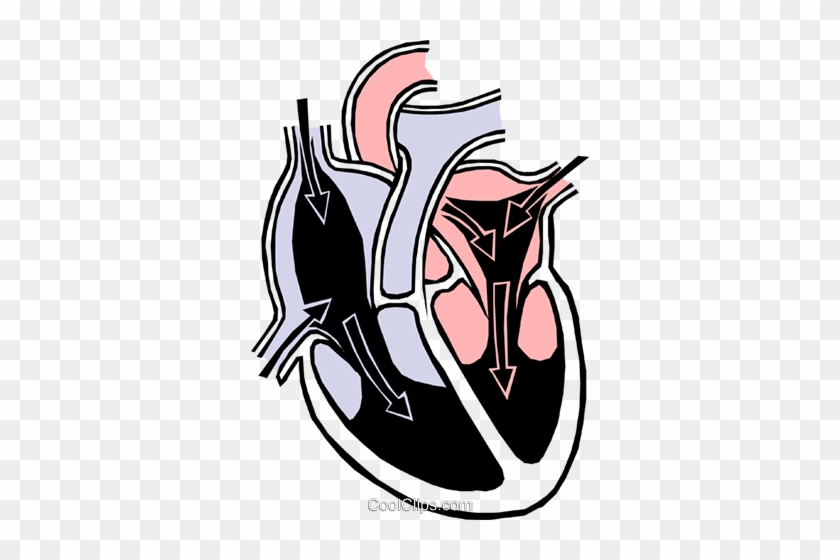 Heart Chambers Royalty Free Vector Clip Art Illustration - Circulatory System #981502