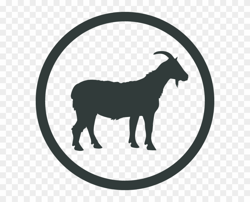 Goat Loin Chops - Goat Loin Chops #983585
