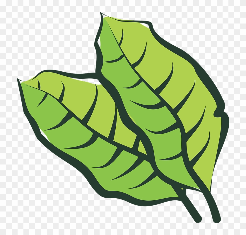 Plants Clipart Plantation - Planta De Tabaco Png #983780