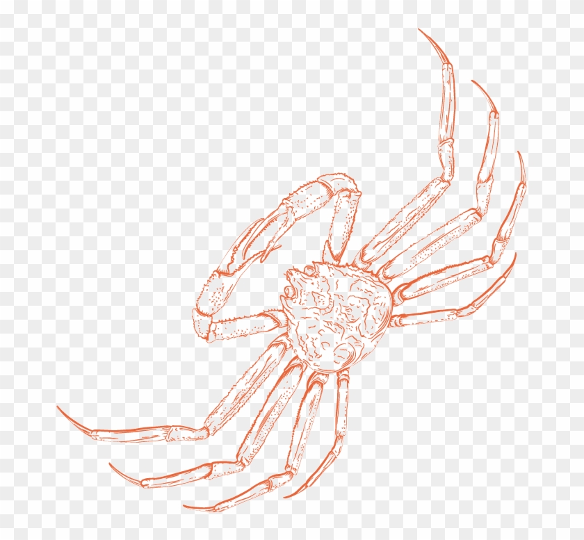 Illustration Of A King Crab - King Crab #984067