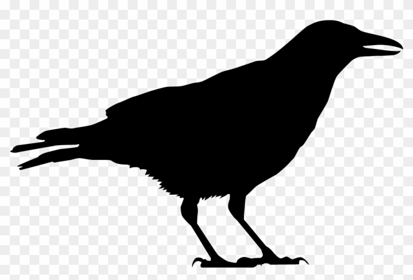 American Crow Overview, All About Birds, Cornell Lab - Black And White Crow #984831