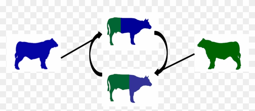 Image Showing A Two Breed Rotation - Bbq Is Udderly Delicious Rectangle Magnet #985451