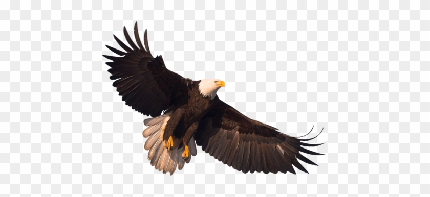 Eagle Png Image With Transparency, Free Download - Eagle Png #986710