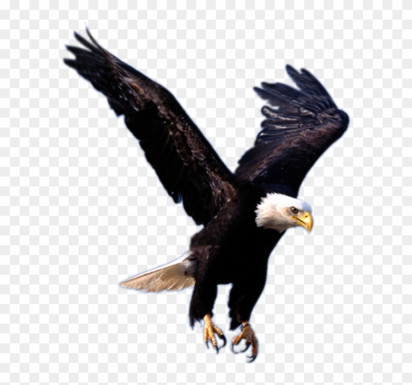 Flying Eagle Png Image, Free Download - Flying Eagle #986714