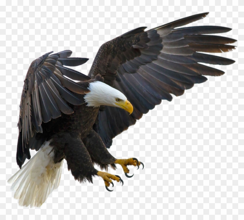 Yl > 900x770, Gallery Oscar Zhang, Flight Of The Eagle - Bald Eagle Flying Throw Blanket #986724