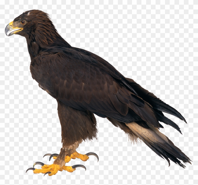 Eagle Png Image, Free Download - Png Eagle Hd #986859