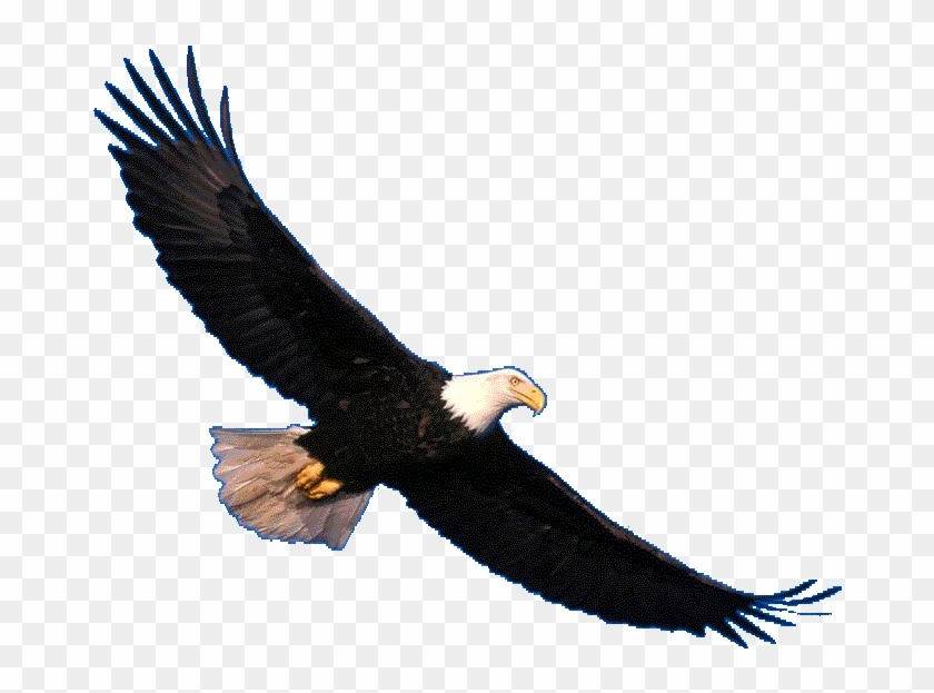 Eagle Soaring #986949