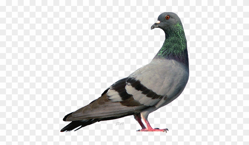 1f43792a - Birds Gif #986962