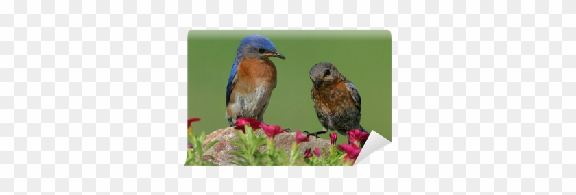 Bluebirds #987069