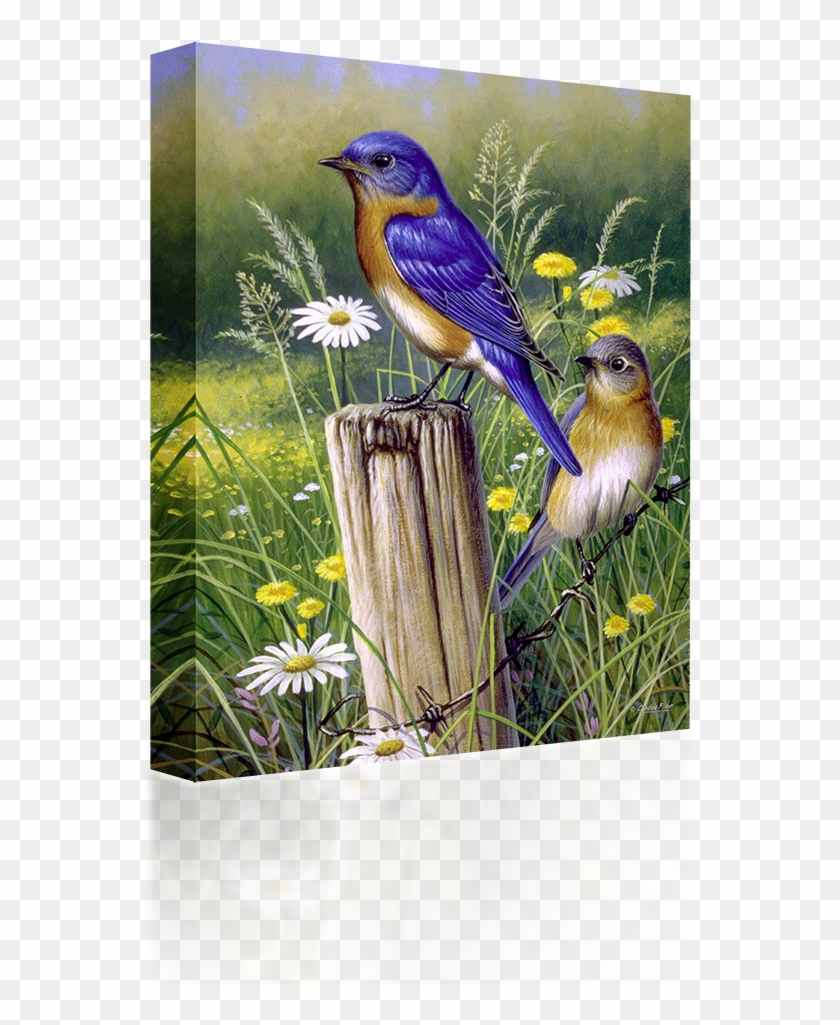 Bluebirds - Eastern Beauties #987075