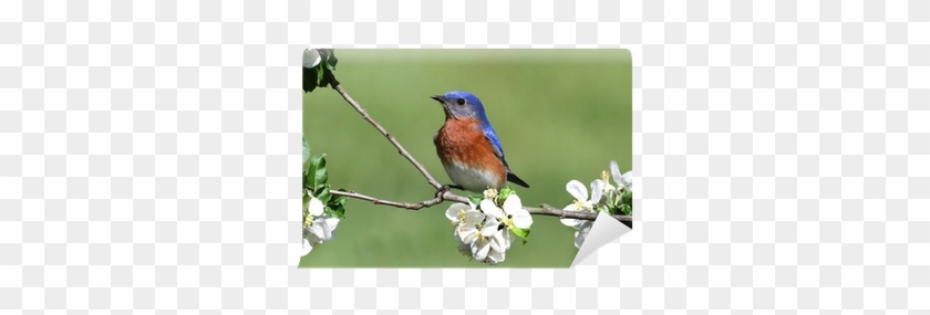 Eastern Bluebird #987085