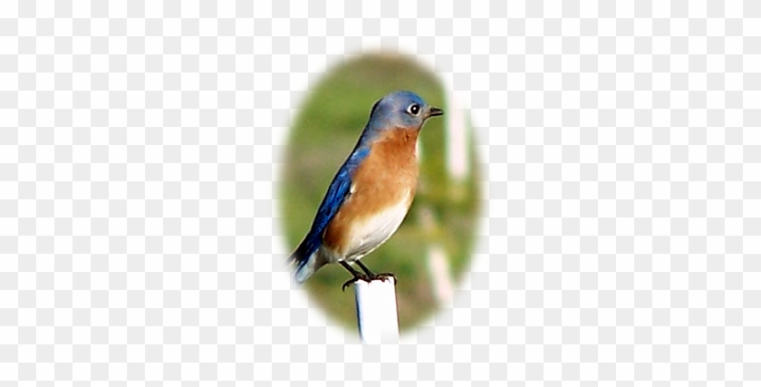 Pass Your Mouse Over The Bluebird Eggs - Eastern Bluebird #987096