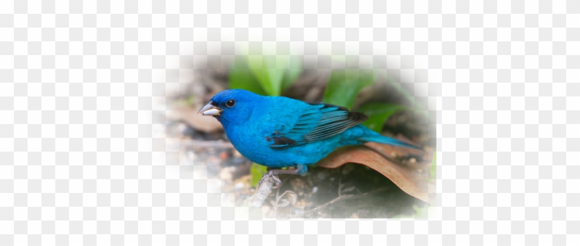 The Indigo Bunting - July Bird Of The Month #987097