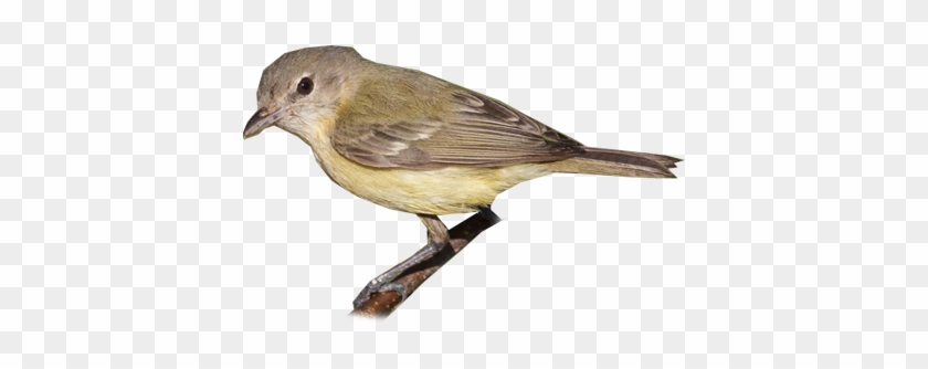 Bell's Vireo - Nightingale #987242