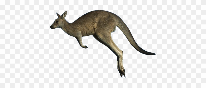 Kangaroo Png - Wallaby Png #987554