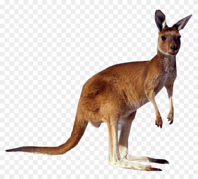 Kangaroo Png Transparent Images - Tourist Attractions In Australia #987630